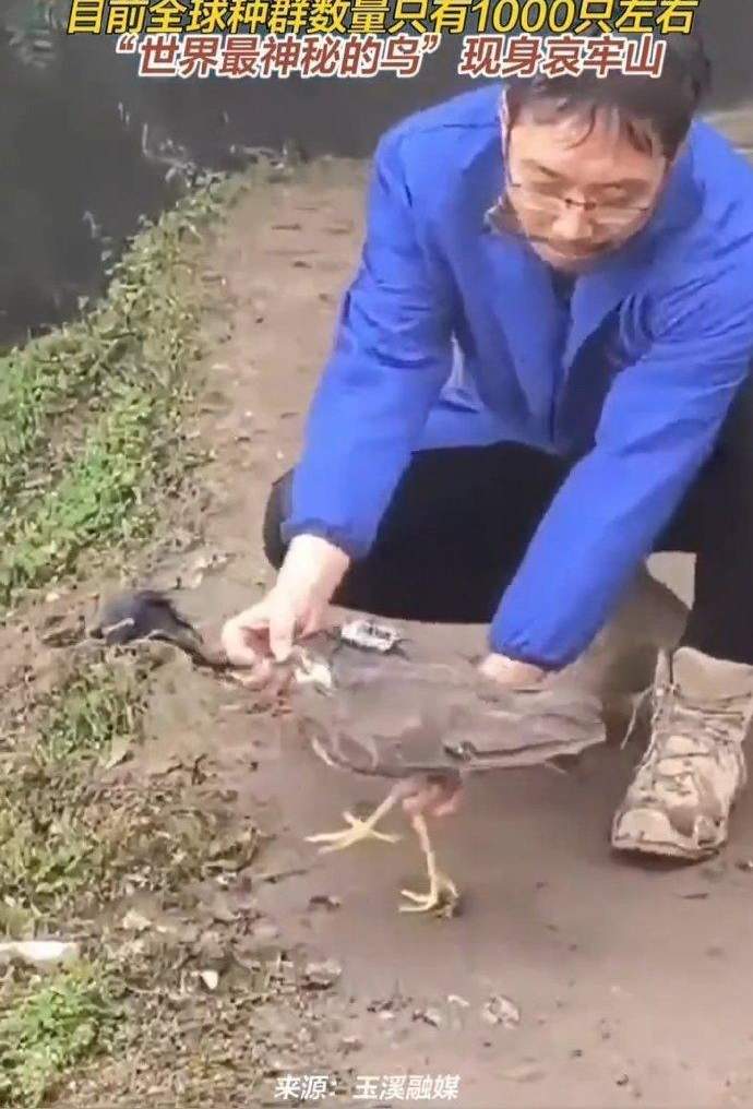 “世界上最神秘的鸟”现身哀牢山