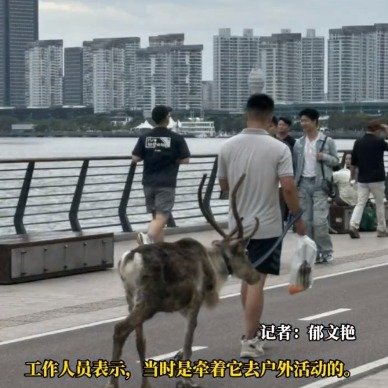 上海徐汇滨江异宠频现，管理方的回应与应对措施及反思