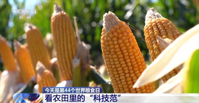 大国粮仓成绩单揭秘，自然美景下的丰收之旅