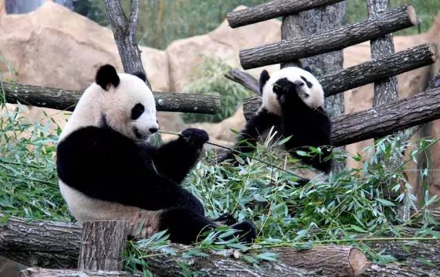 美国首都华盛顿隆重迎接熊猫，特色小店探秘之旅开启