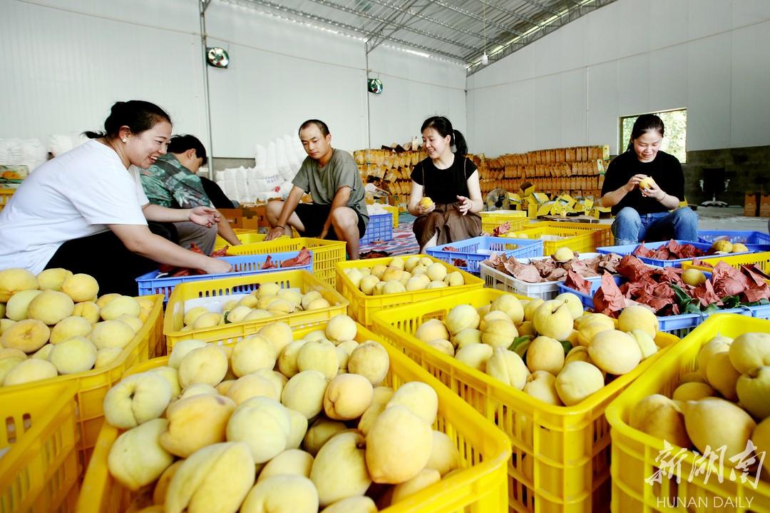 实现粮食安全的全步骤指南，粮稳天下安
