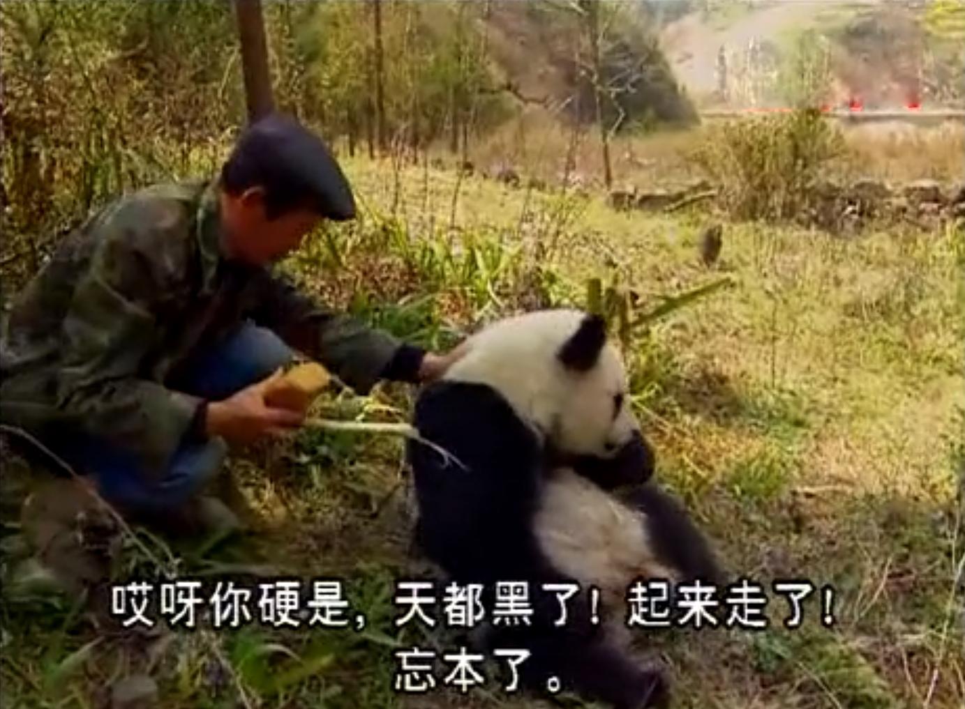 大熊猫树巅沉思，探寻小巷中的熊生哲学奥秘