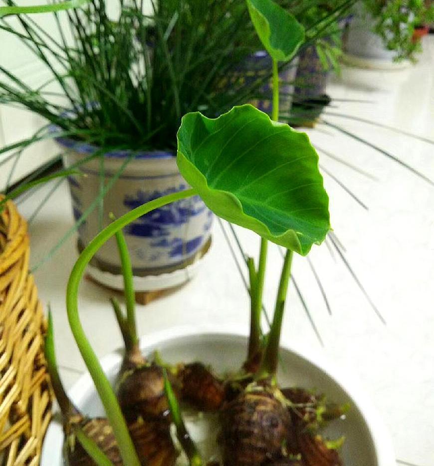 男孩误食滴水观音险些丧命，美食探险之旅惊魂记