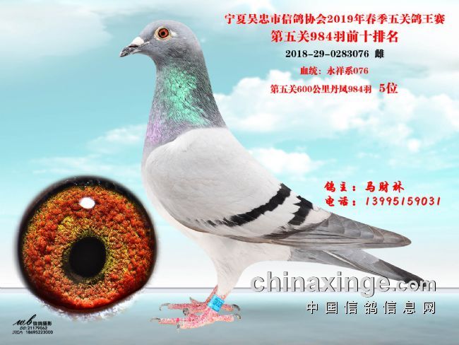 最新冠军鸽图片，自然美景的探索之旅，寻找内心的平静与喜悦
