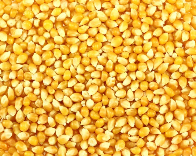黑龙江玉米价格最新动态