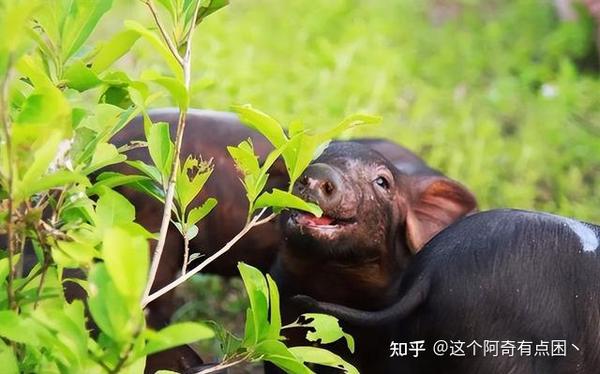 蔡春猪的喜禾最新动态，自然美景的探索之旅