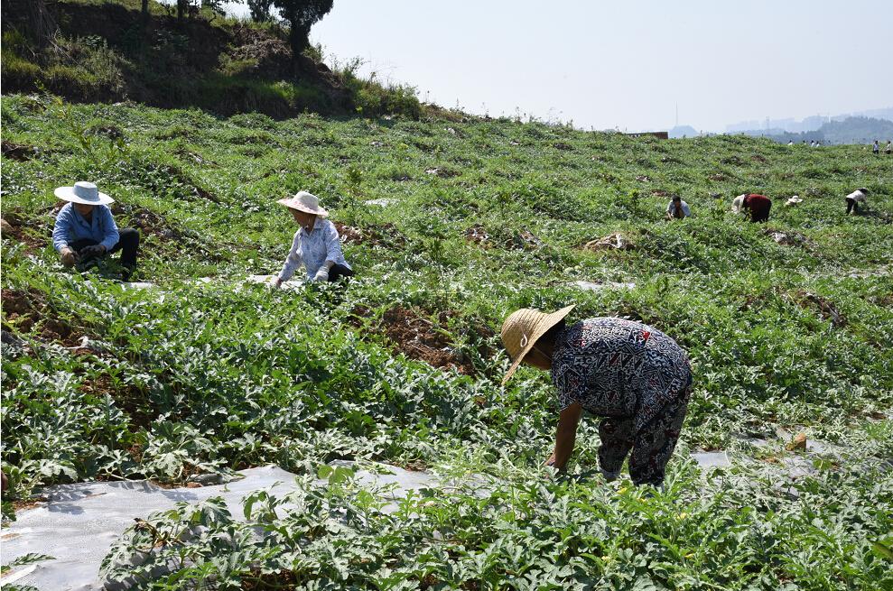 资中最新投资引领科技潮流，新品璀璨登场改变生活新面貌
