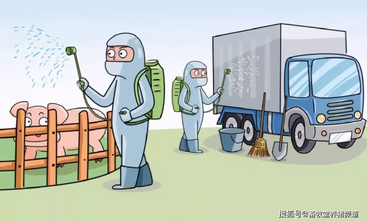 近期猪瘟疫情最新动态，防护指南与应对策略