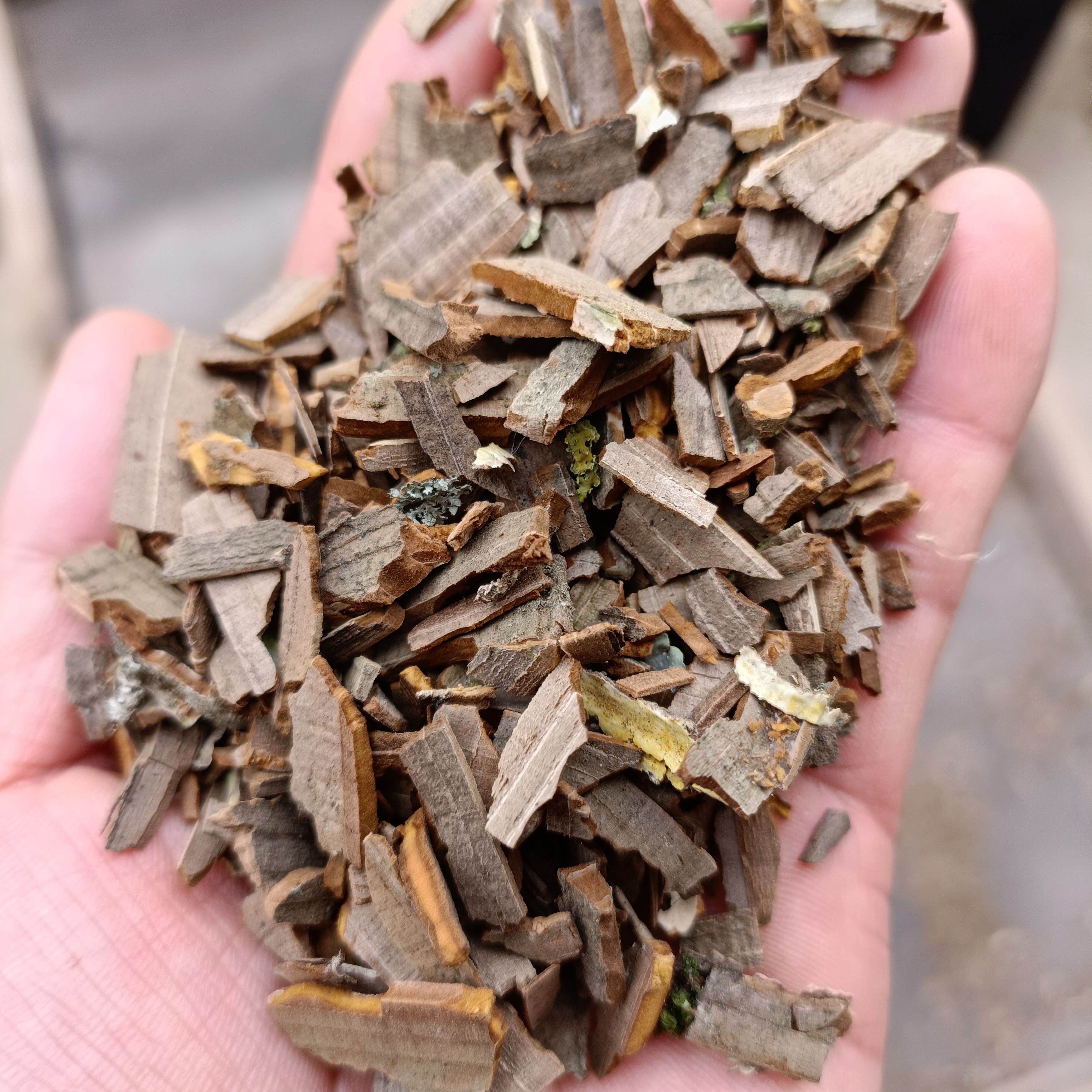 鬼箭羽市场行情分析