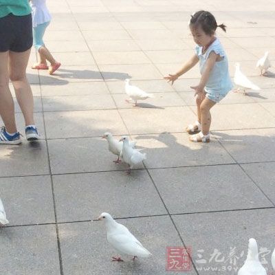 山东禽流感最新动态与巷弄深处的独特美食探秘