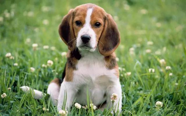 犬动漫，自然美景探险之旅，探寻内心宁静与喜悦的旅程