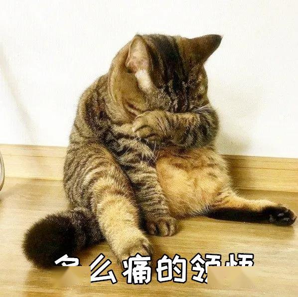 聚财猫最新动态，温馨日常与长久友情的财富之旅