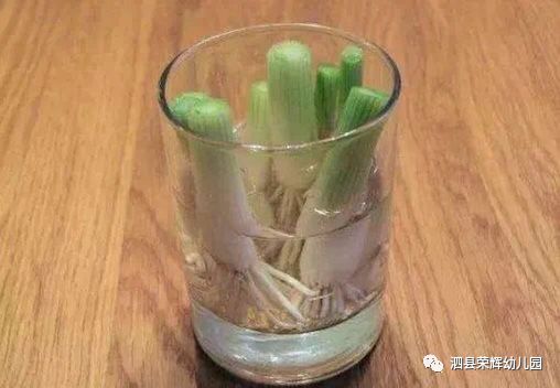 山东大葱最新价格背后的友情与陪伴故事