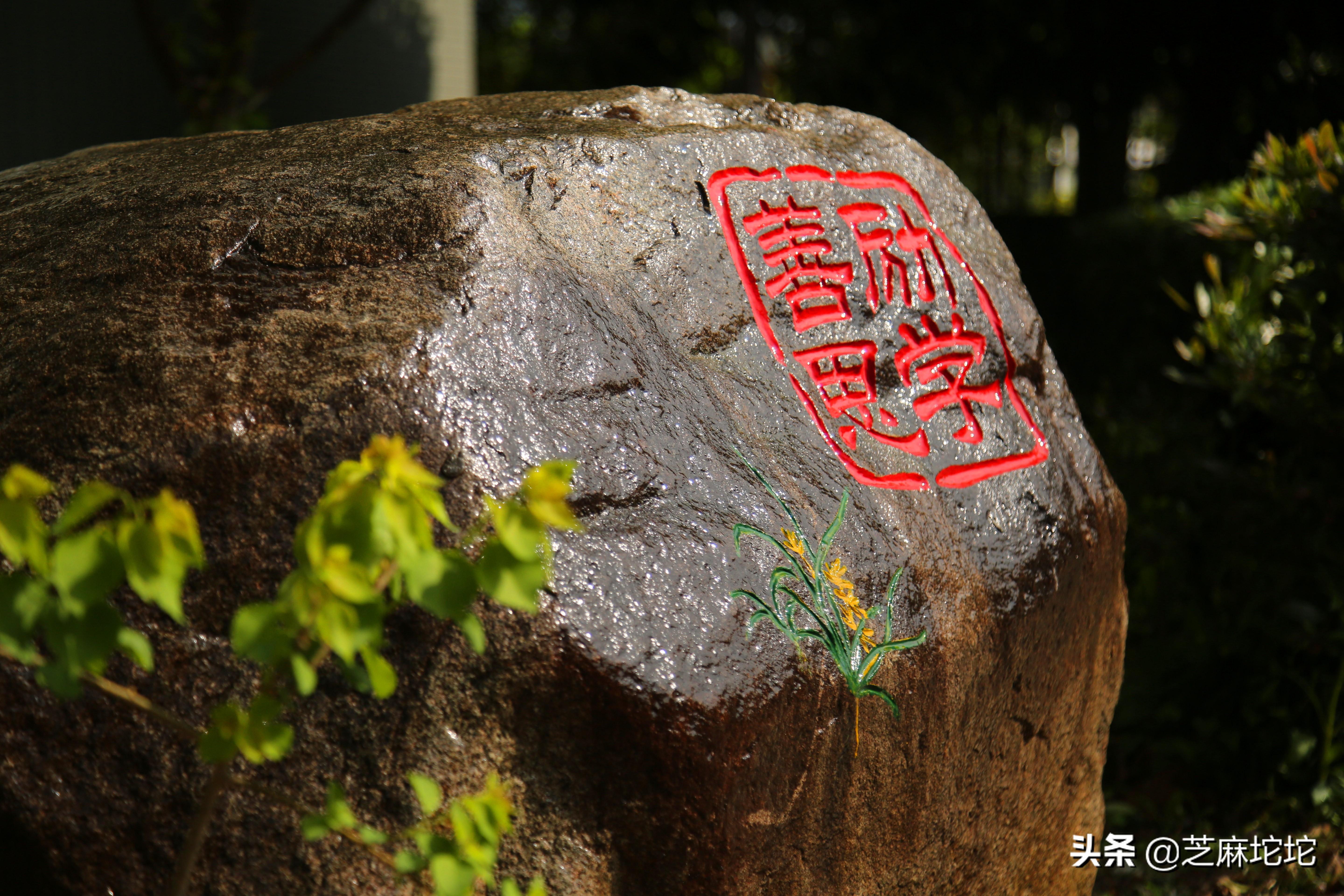 变色龙最新版，全新体验，魅力无限