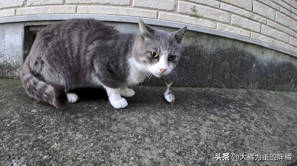 猫爪草最新价格及小巷深处的独特风情