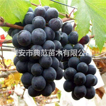 巨峰葡萄最新批发价格揭秘，甜蜜邂逅的果实价值