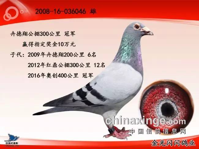 一只奇鸽最新版下载指南，步骤详解及下载链接分享